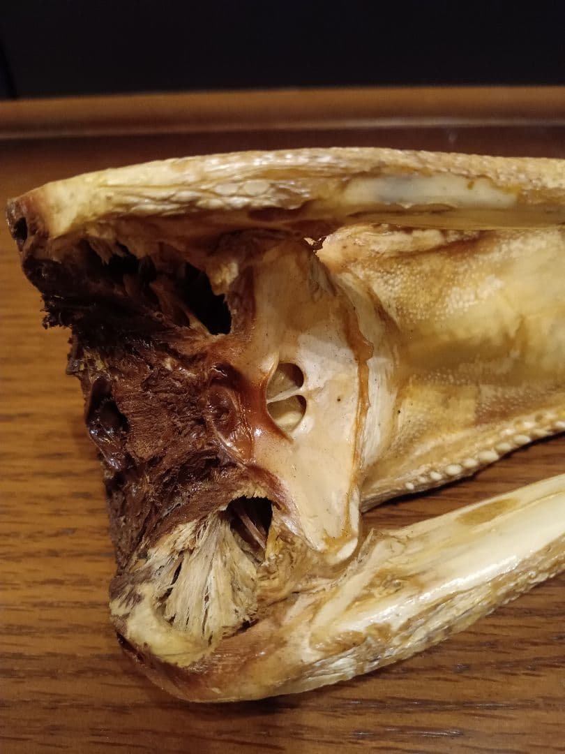 ワニ　カイマン　頭部　アリゲーター